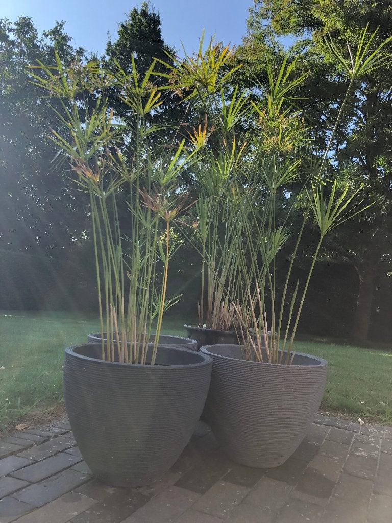 exotische papyrus kamerplant plant terras vijver + pot , Tuin en Terras, Planten | Tuinplanten, Ophalen, Zomer, Vaste plant, Volle zon