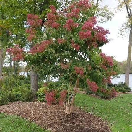 Heptacodium miconioides, Tuin en Terras, Ophalen, Halfschaduw