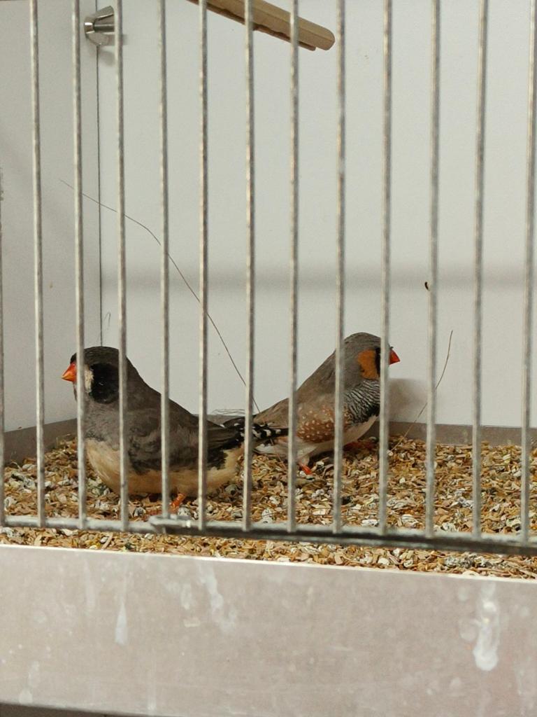 Koppel zebravinken groot type