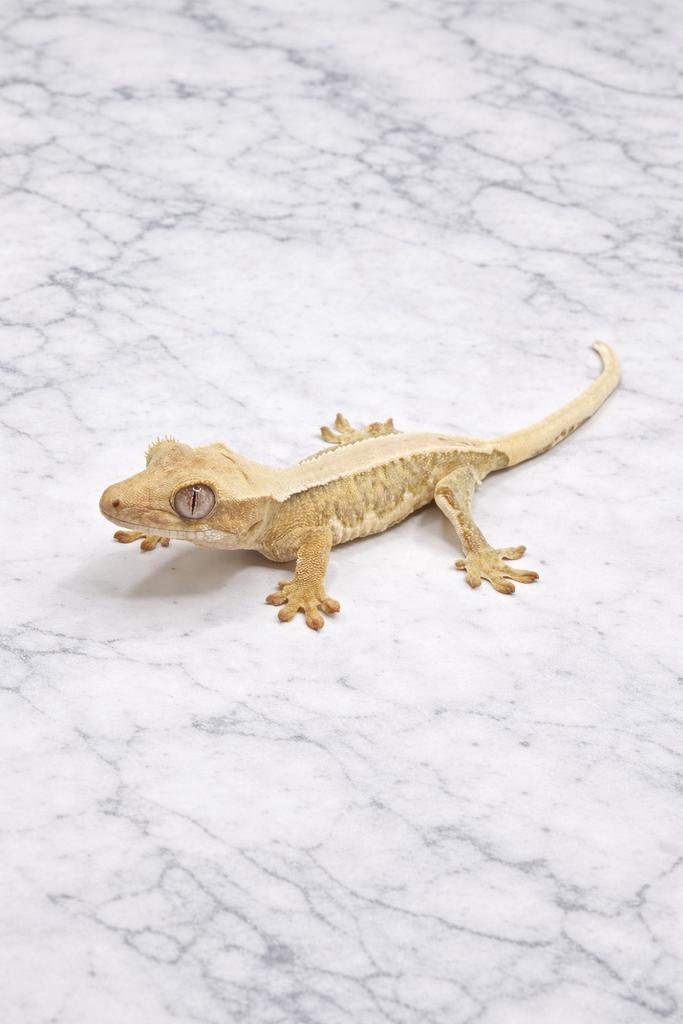 Wimpergekko gecko a crete