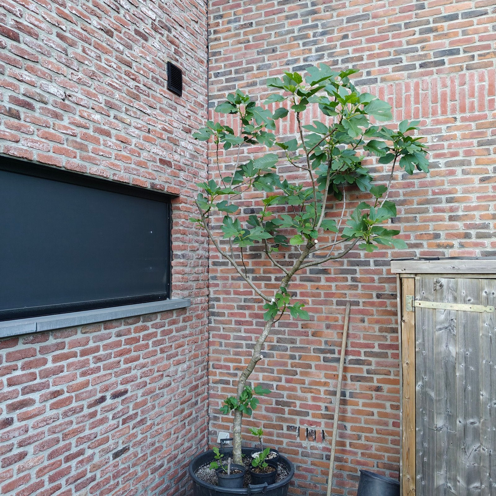 Vijgenbomen, Jardin & Terrasse, Plantes | Arbres, Enlèvement