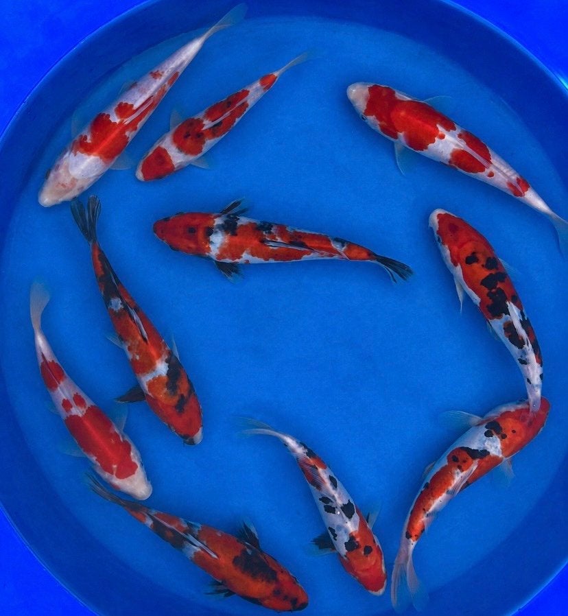 Japase Tosai 23-27cm. Leegverkoop WEG=WEG, Karper of Koi