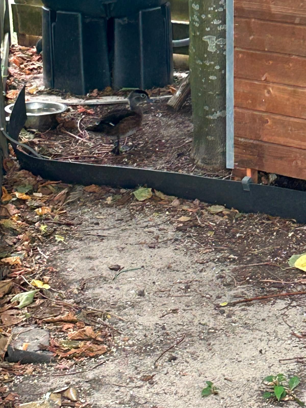 Mandarijneendje te koop, Dieren en Toebehoren, April, Vrouwelijk