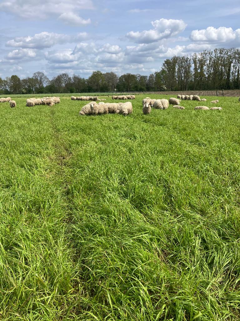 Schapen rammen