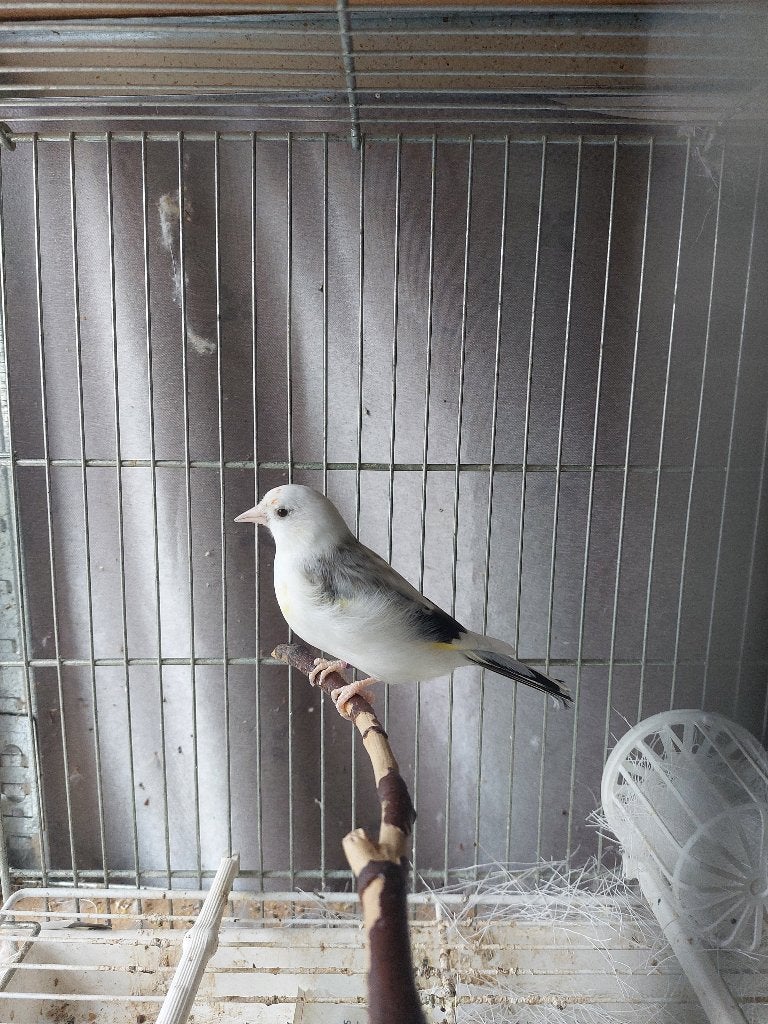 Chardonneret, Animaux & Accessoires, Oiseaux | Canaris