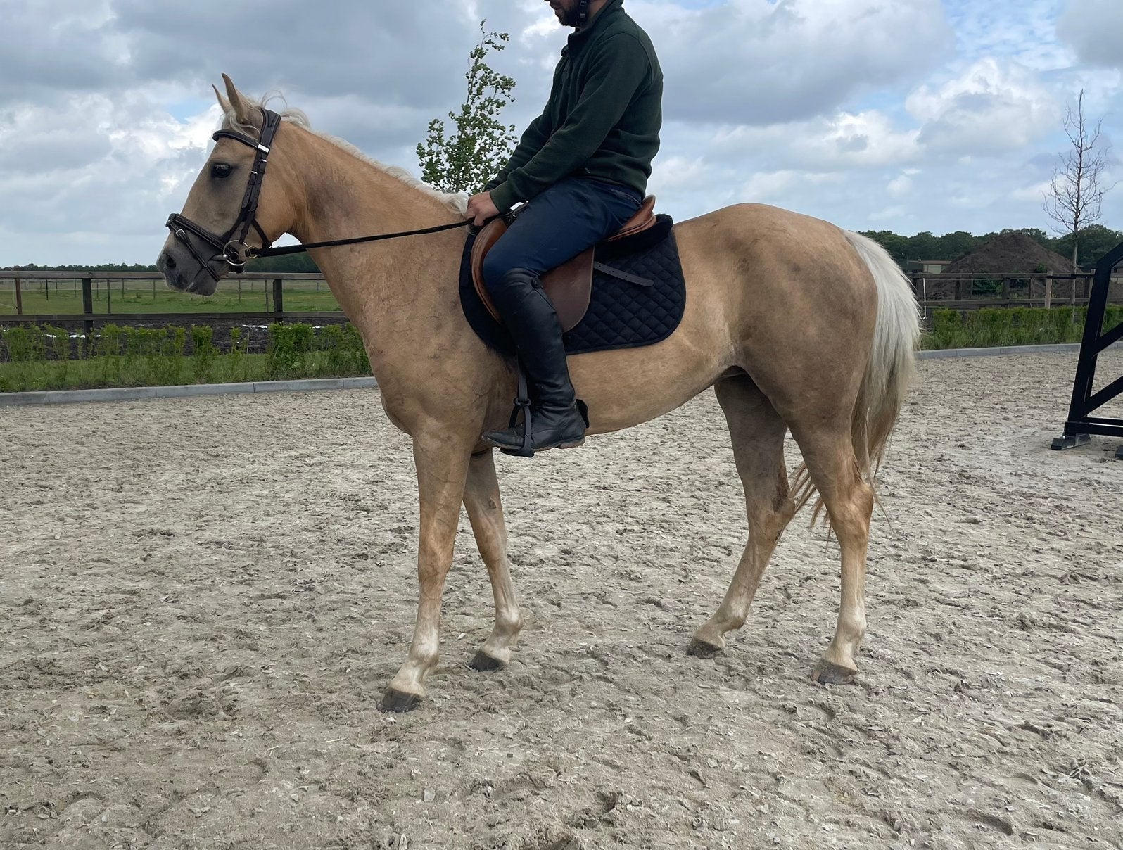 Palomino merrie D pony, Merrie, Met stamboom, Zadelmak, 3 tot 6 jaar