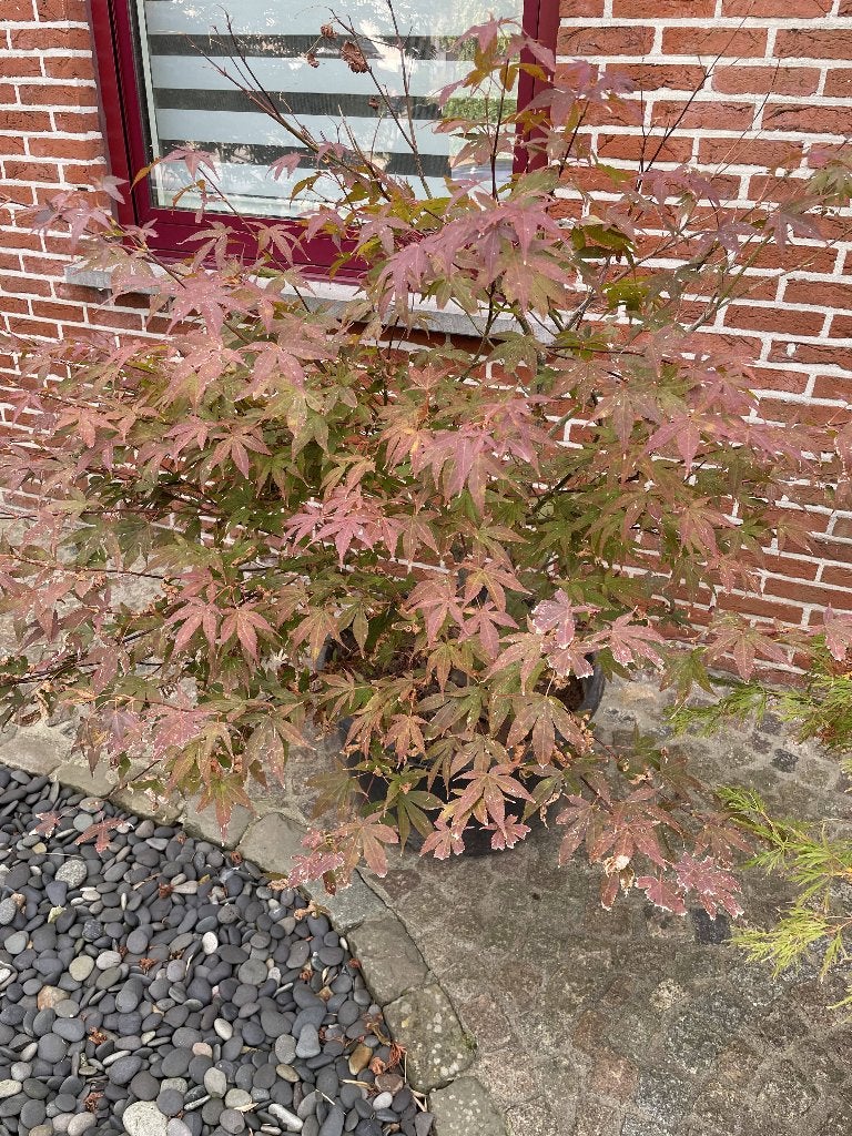 japanse esdoorn, Tuin en Terras, Ophalen, Herfst, In pot, 100 tot 250 cm