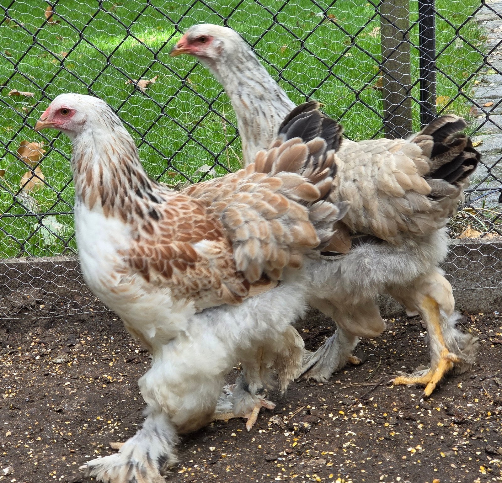 brahma zalm hennen en hanen., Dieren en Toebehoren, Vrouwelijk, Kip