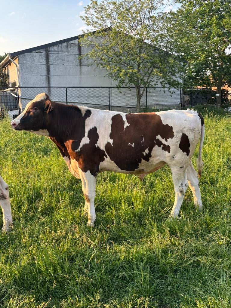 Dekstier, Dieren en Toebehoren, Runderen, Mannelijk
