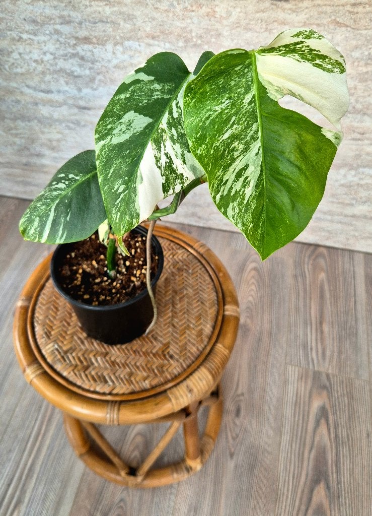 Monstera Variegata Marbled Albo, Enlèvement