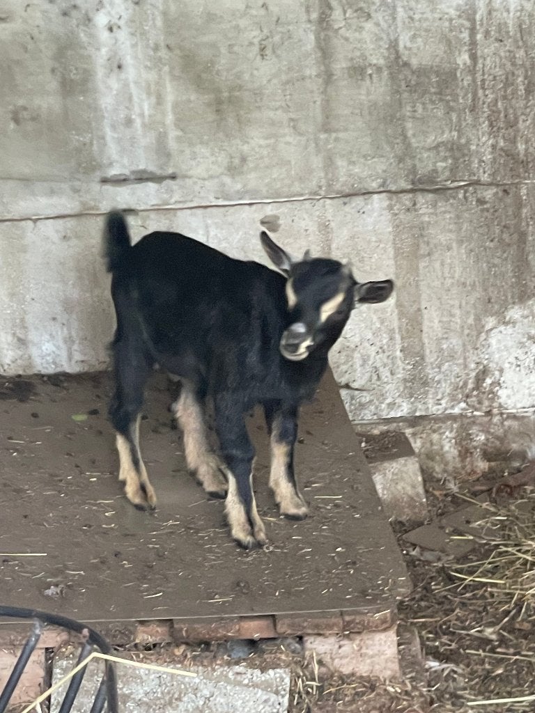 geitenbokje, Dieren en Toebehoren, Mannelijk, Geit, 0 tot 2 jaar