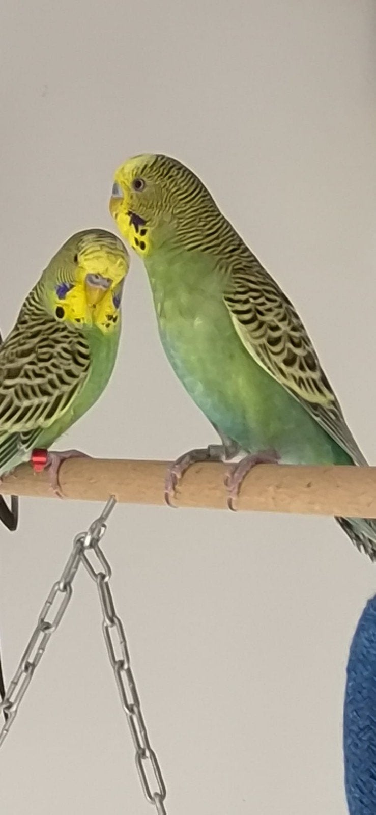 Jonge grasparkieten, Dieren en Toebehoren, Vogels | Parkieten en Papegaaien