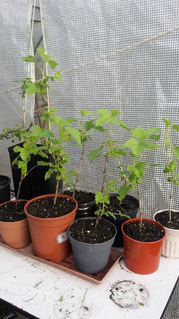 Zwarte bessenplant, Tuin en Terras, Planten | Tuinplanten, Ophalen, Fruitplanten