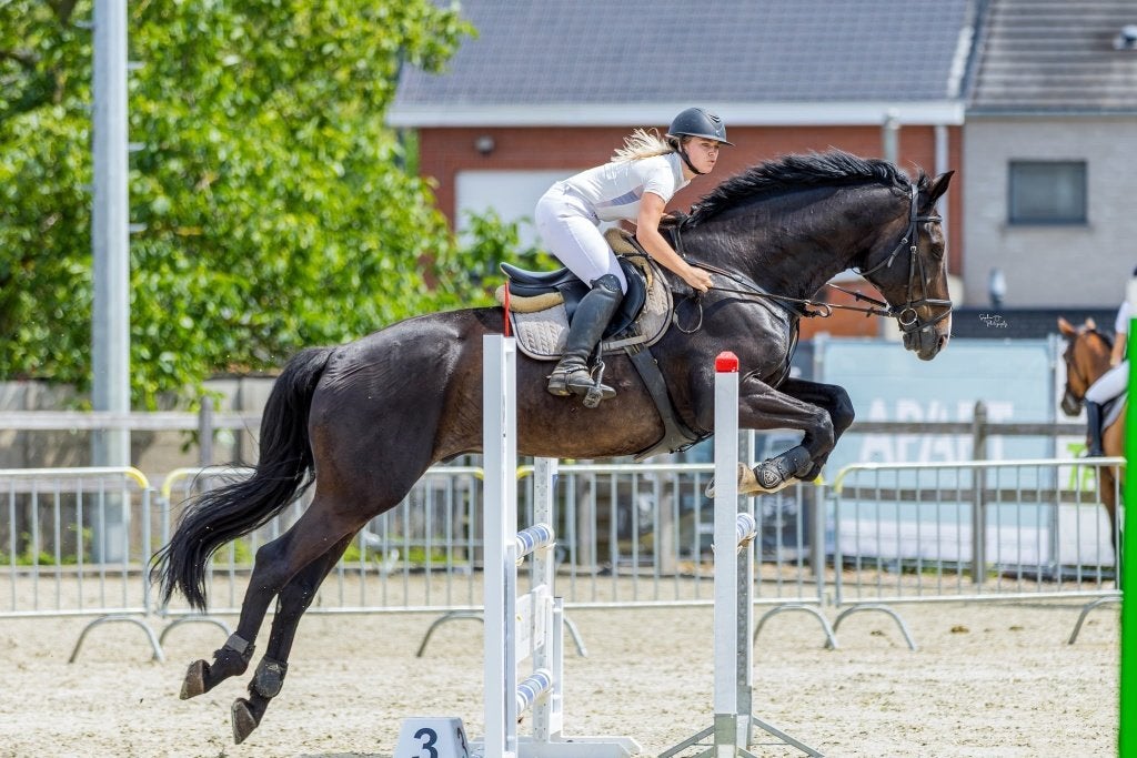 Betrouwbare BWP ruin van 14 jaar - Springen en recreatie, Animaux & Accessoires, Avec pedigree, 11 ans ou plus, Hongre, L