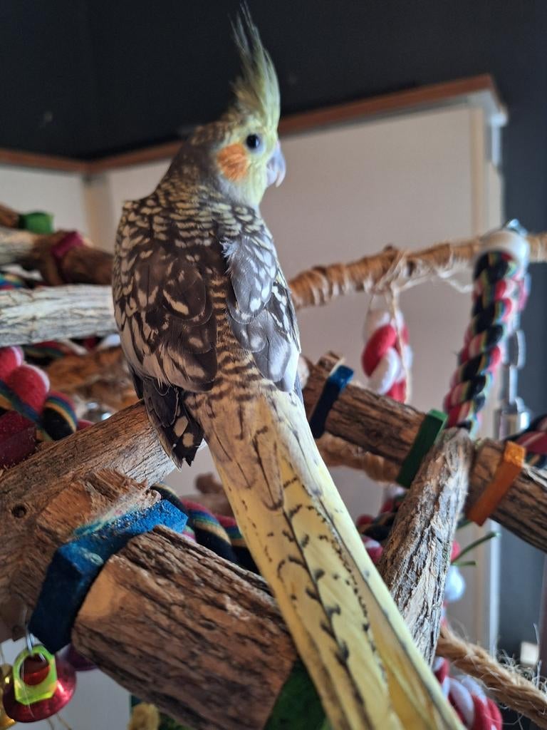 Prachtige zeer tamme valkparkietjes, Dieren en Toebehoren, Tam