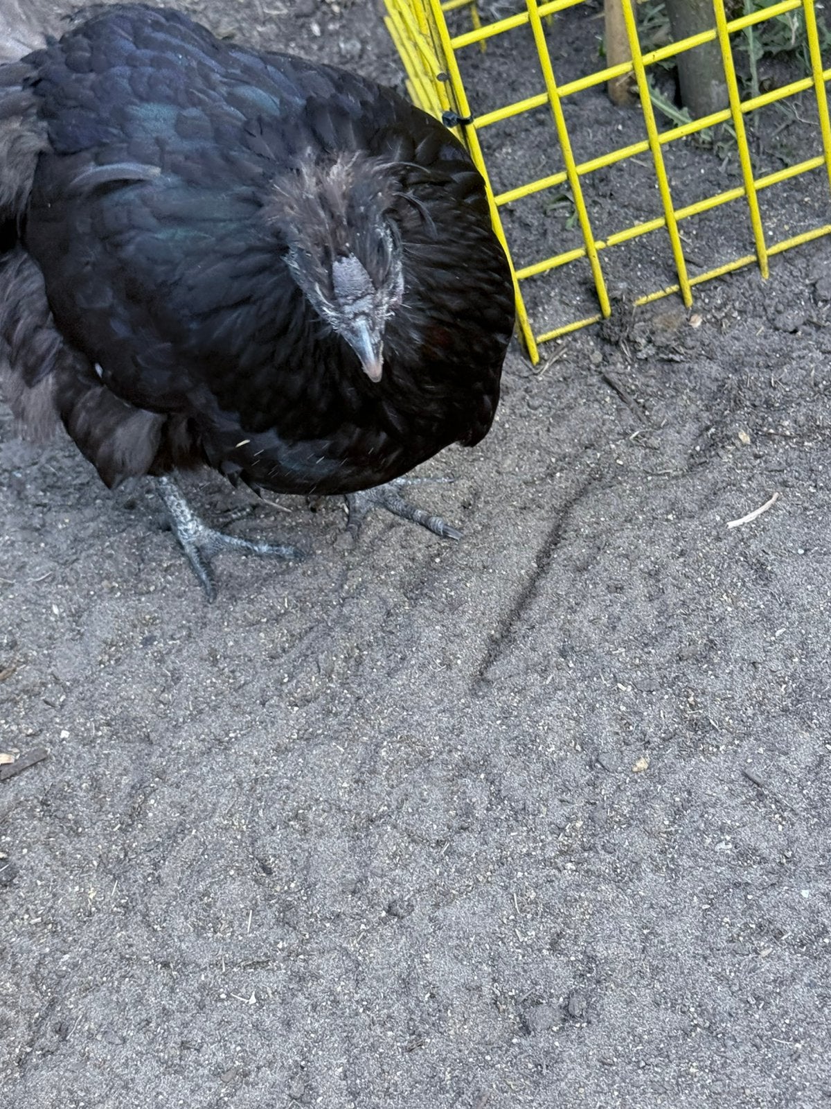 3 legkippen, Dieren en Toebehoren, Kip