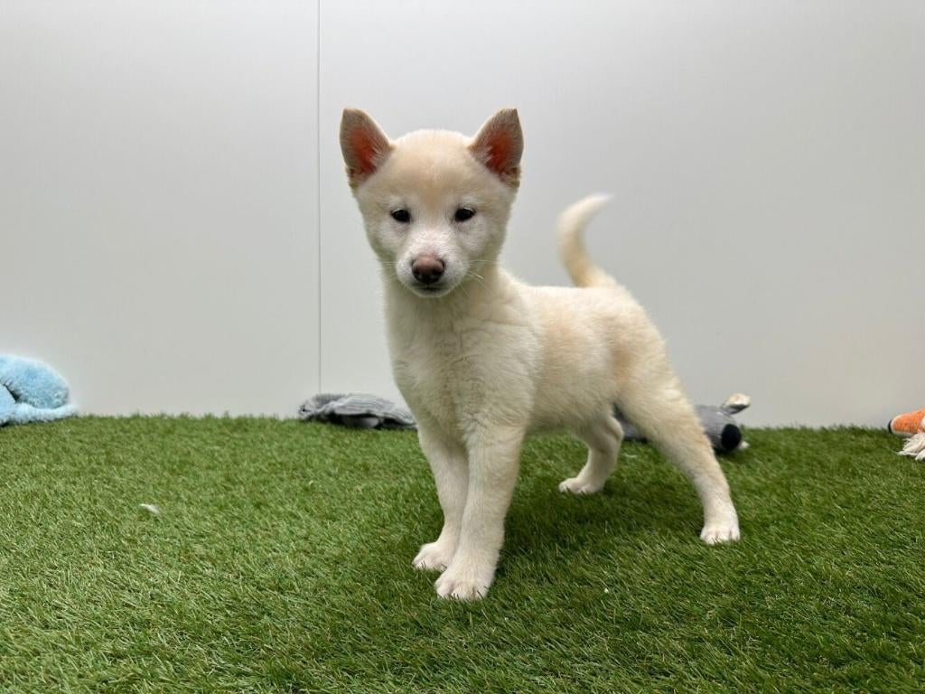 Shiba Inu pups