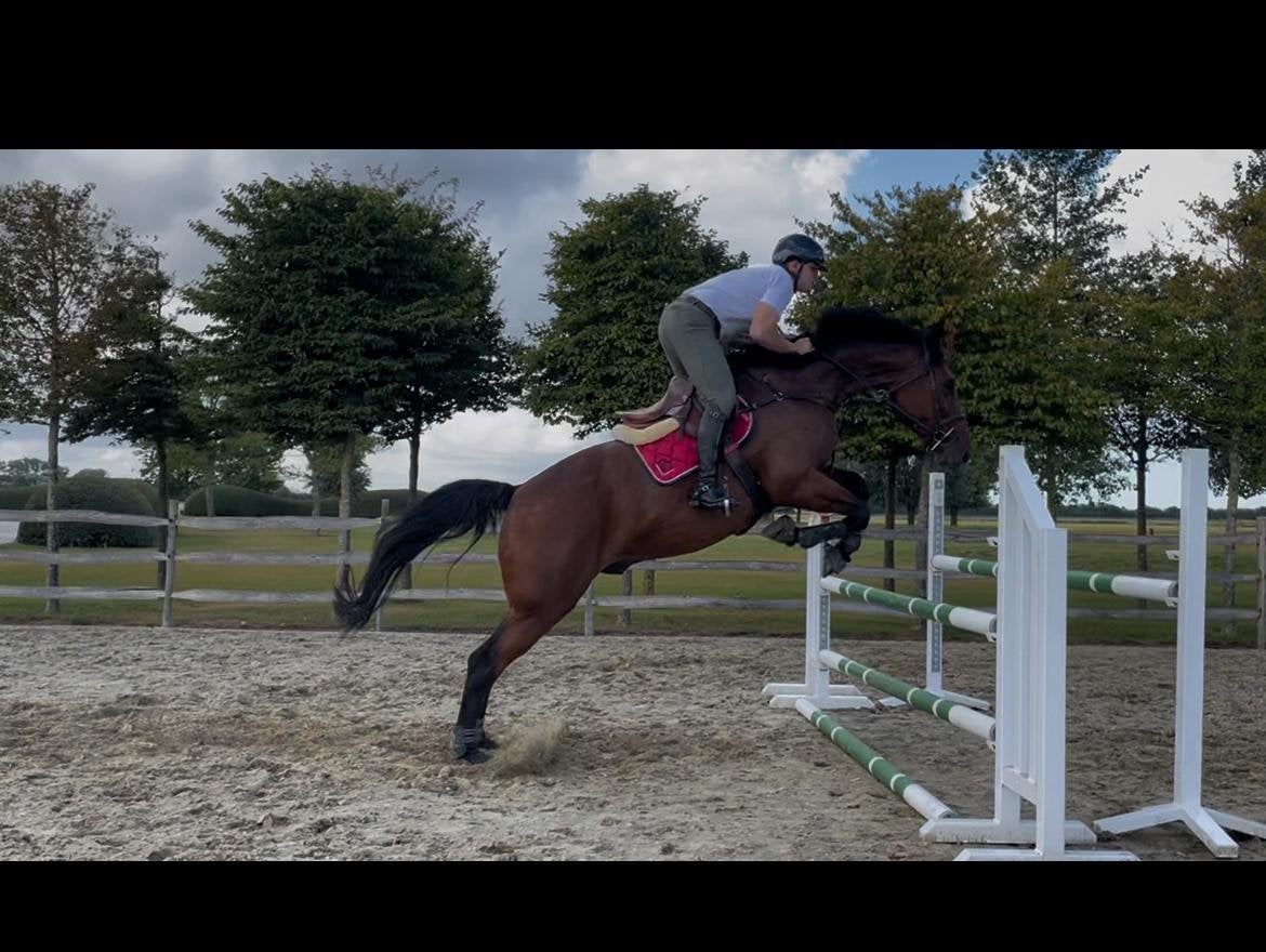 Recreatie ruin 8 jaar, Dieren en Toebehoren, Paarden, Ruin