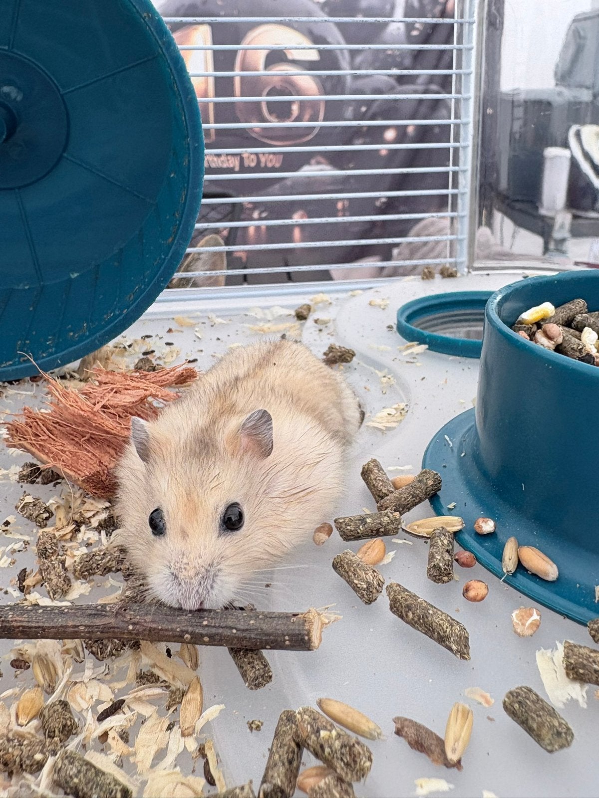 Hamster, Animaux & Accessoires, Rongeurs, Hamster, Domestique, Sexe inconnu, Juillet