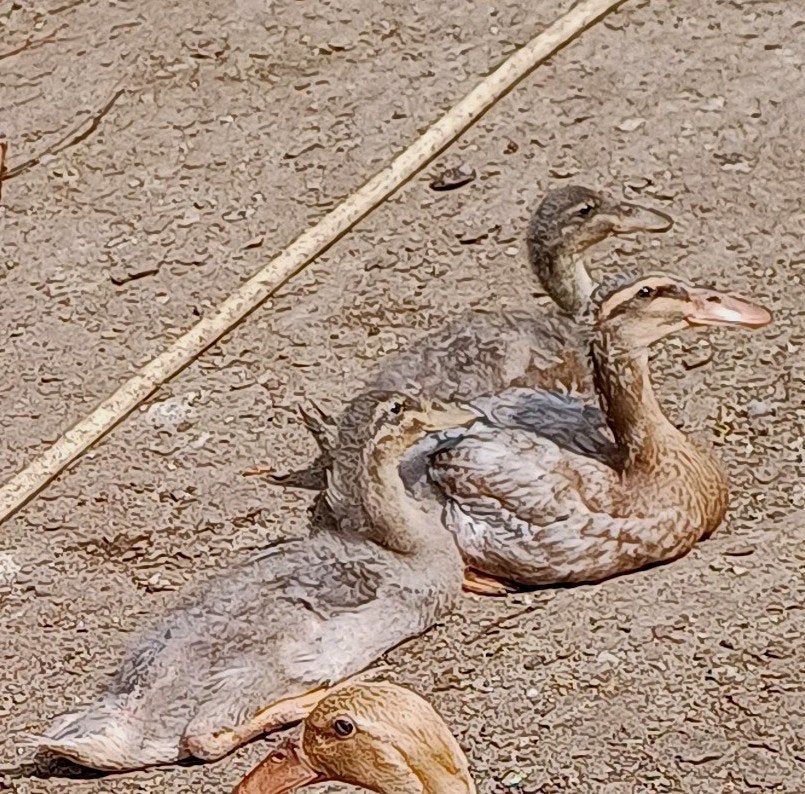2 mannelijke loopeenden ( samen voor €10), Dieren en Toebehoren, Geringd