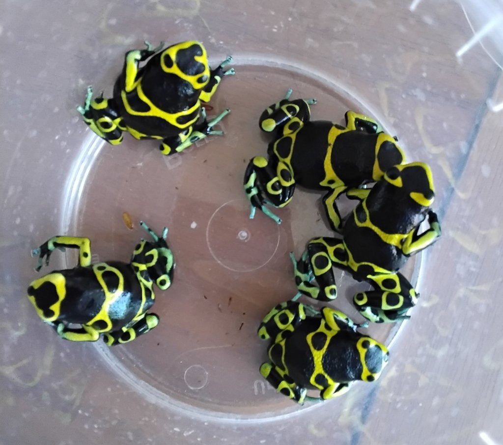 Terrarium Gifkikkers kikkers dendrobaat leucomelas, Ophalen