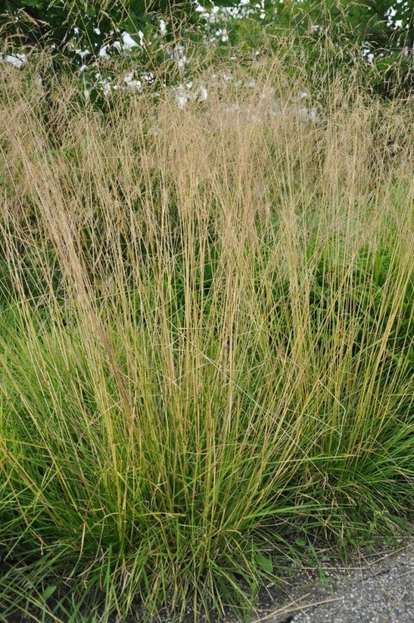 Molinia caerulea Edith Dudzuss, Tuin en Terras, Ophalen