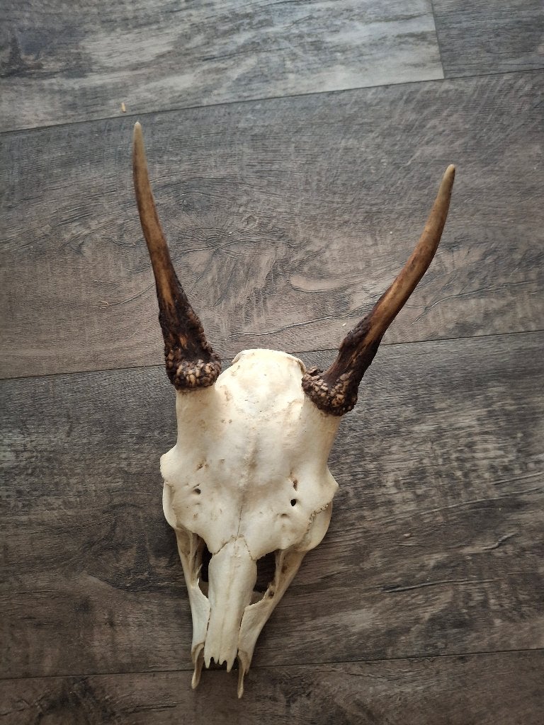 Kleine damhert geweien, Collections, Enlèvement, Comme neuf, Cerf, Bois ou Tête