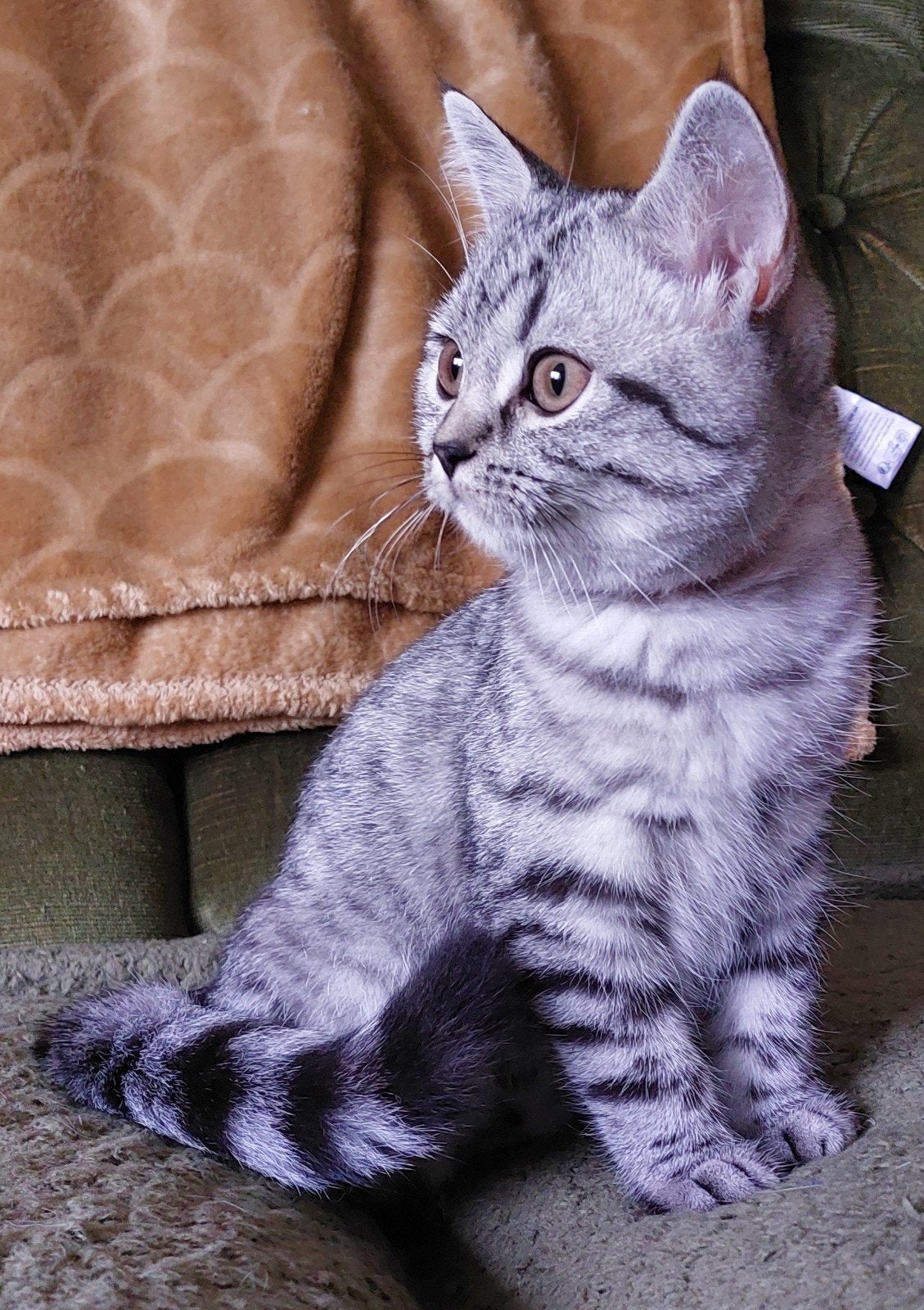 britse korthaar tabby Grey shadet, Poes, Gechipt, 0 tot 2 jaar