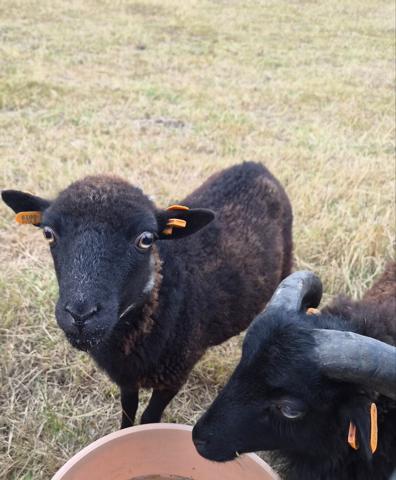 Jonge ouessantooi, Dieren en Toebehoren, Schapen, Geiten en Varkens