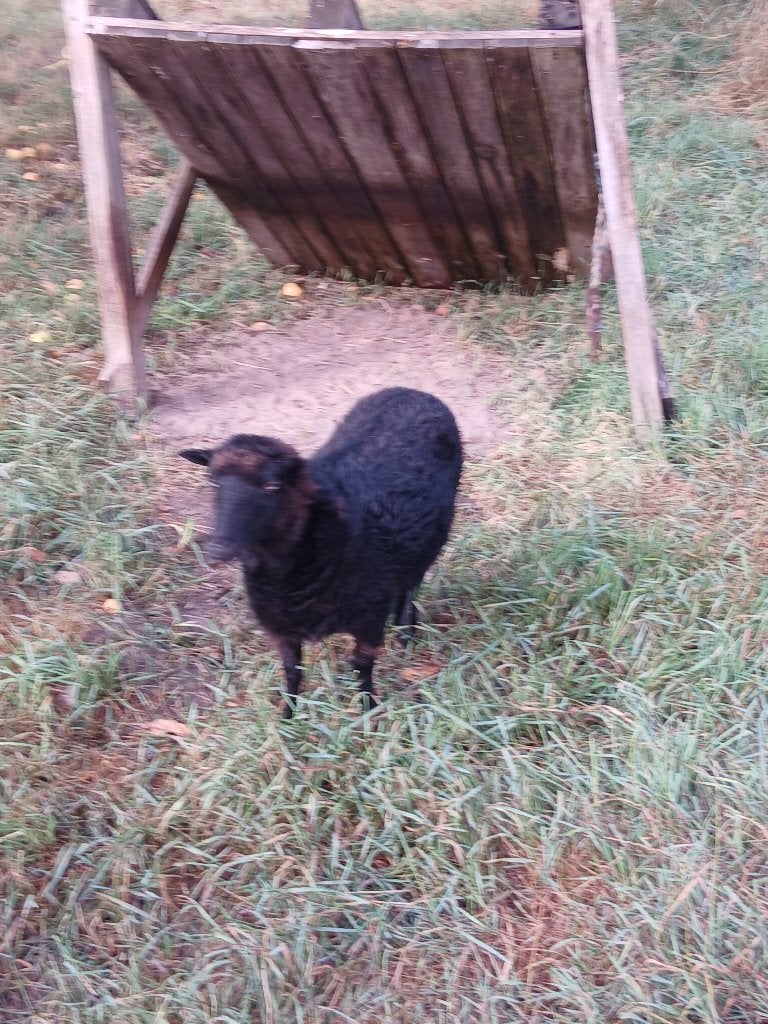 Schaapjes Ouessant, Dieren en Toebehoren, Schapen, Geiten en Varkens, Vrouwelijk, Schaap, 3 tot 5 jaar
