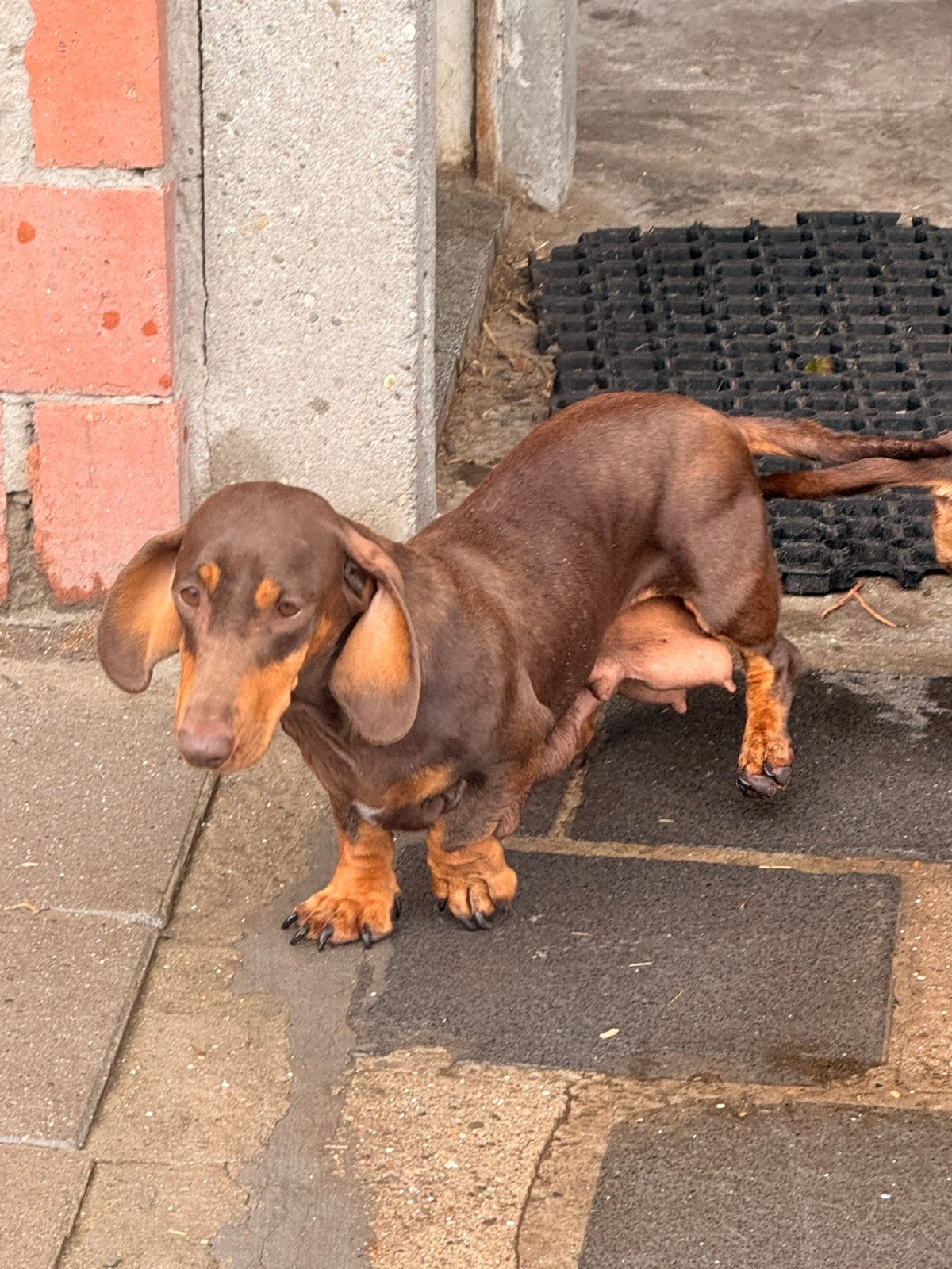 Dwergteckel teefje, Dieren en Toebehoren, België, CDV (hondenziekte), 1 tot 2 jaar, Korthaar