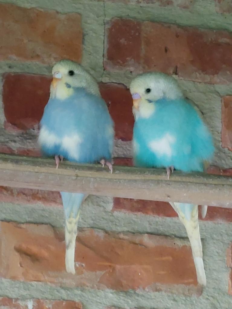 Grasparkieten 2 stuks