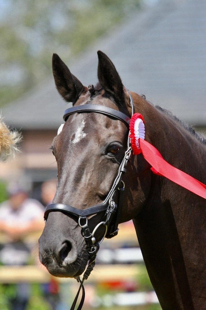 **Gezocht: fijne lease voor een lieve dressuurmerrie!**, Merrie, Met stamboom, M, Dressuurpaard