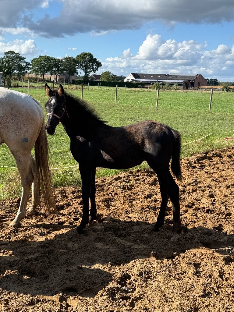Springpaard veulen, Avec pedigree, Étalon, 0 à 2 ans, Non dressé