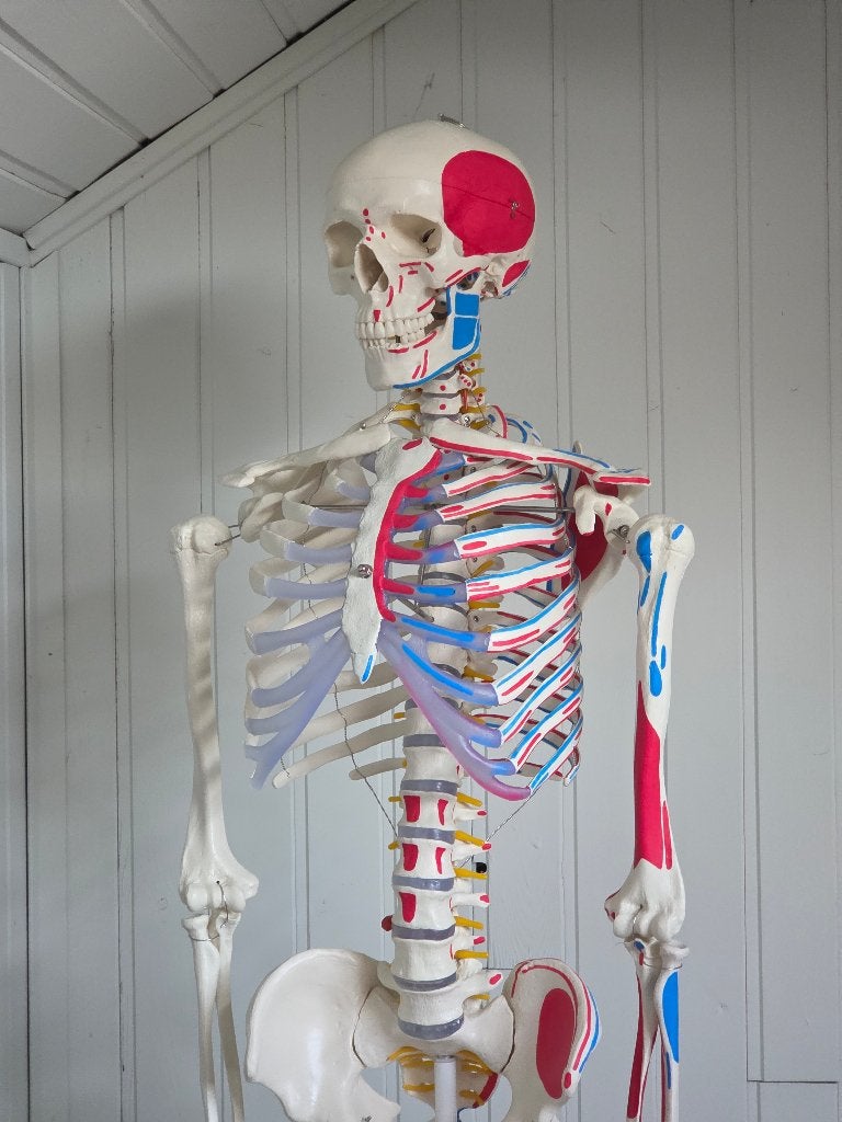 Anatomisch skelet met spieraanhechtingen en poster, Diversen, Ophalen, Nieuw