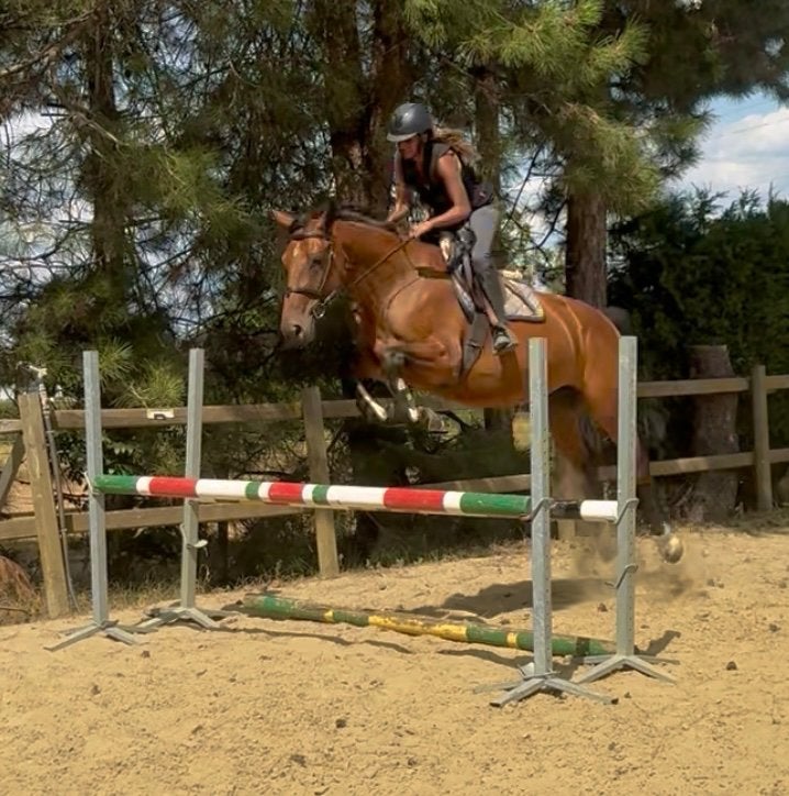 Brave 5j Ceasar Z x Non Stop merrie uit bewezen lijn 160 🐴, Dieren en Toebehoren, Paarden, Merrie, Springpaard, Met stamboom