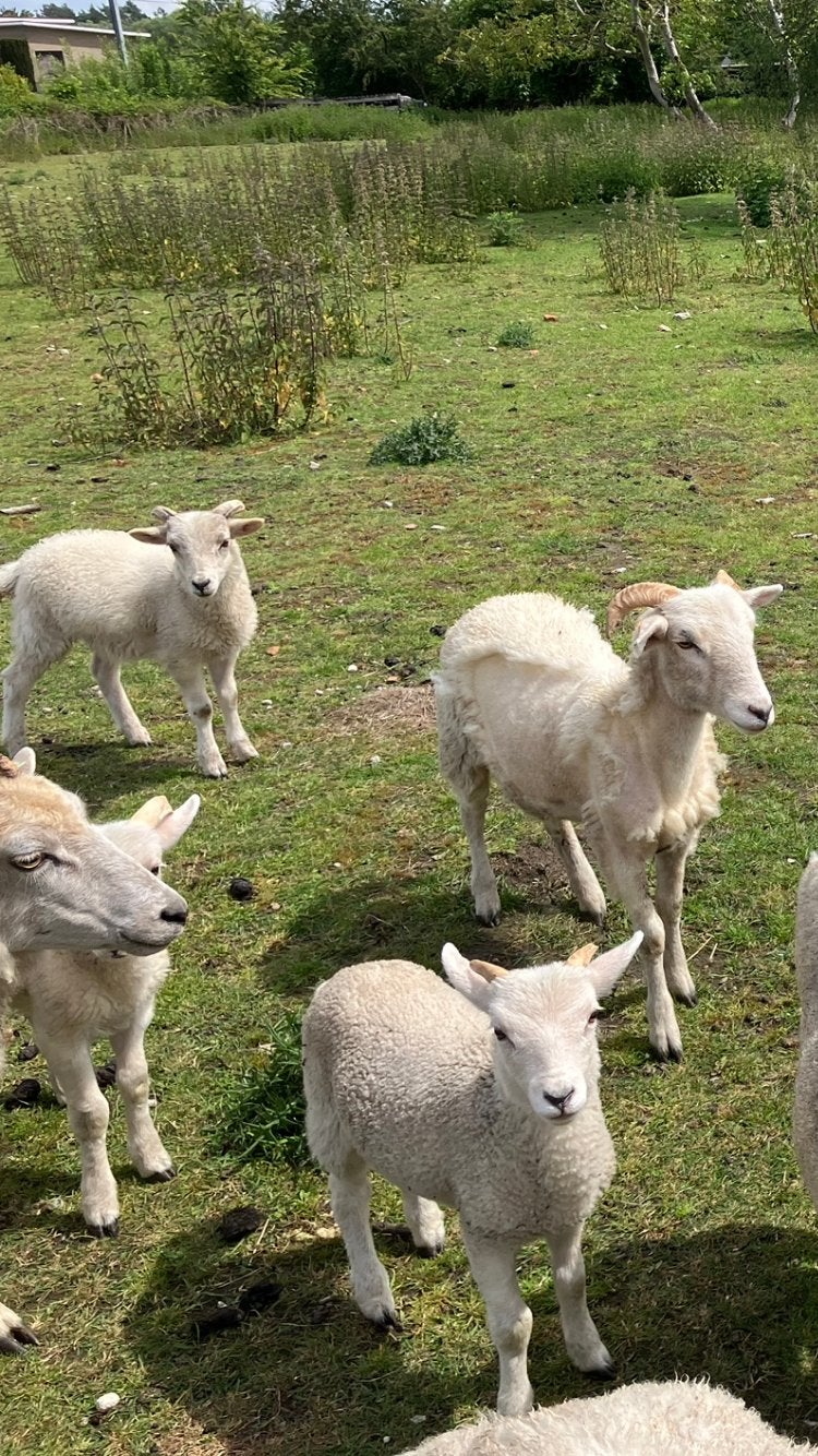 Wiltshire horn kudde 11 dieren, Dieren en Toebehoren, Schapen, Geiten en Varkens