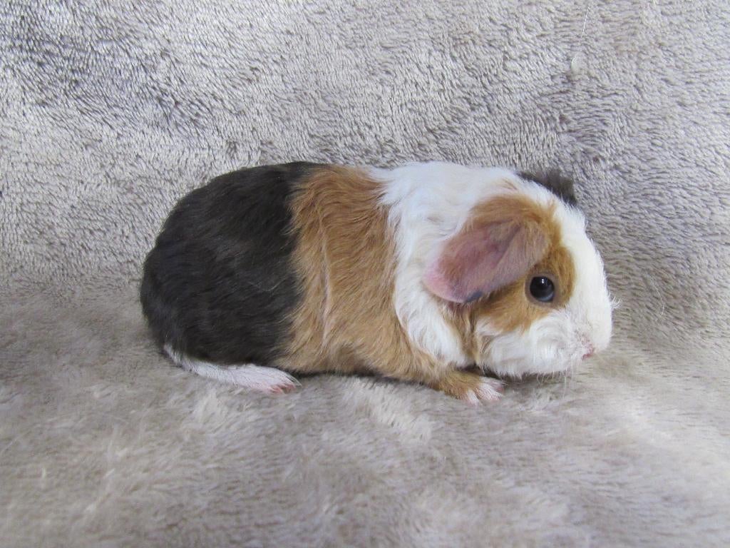 US teddy broertjes, Dieren en Toebehoren, April, Mannelijk, Cavia