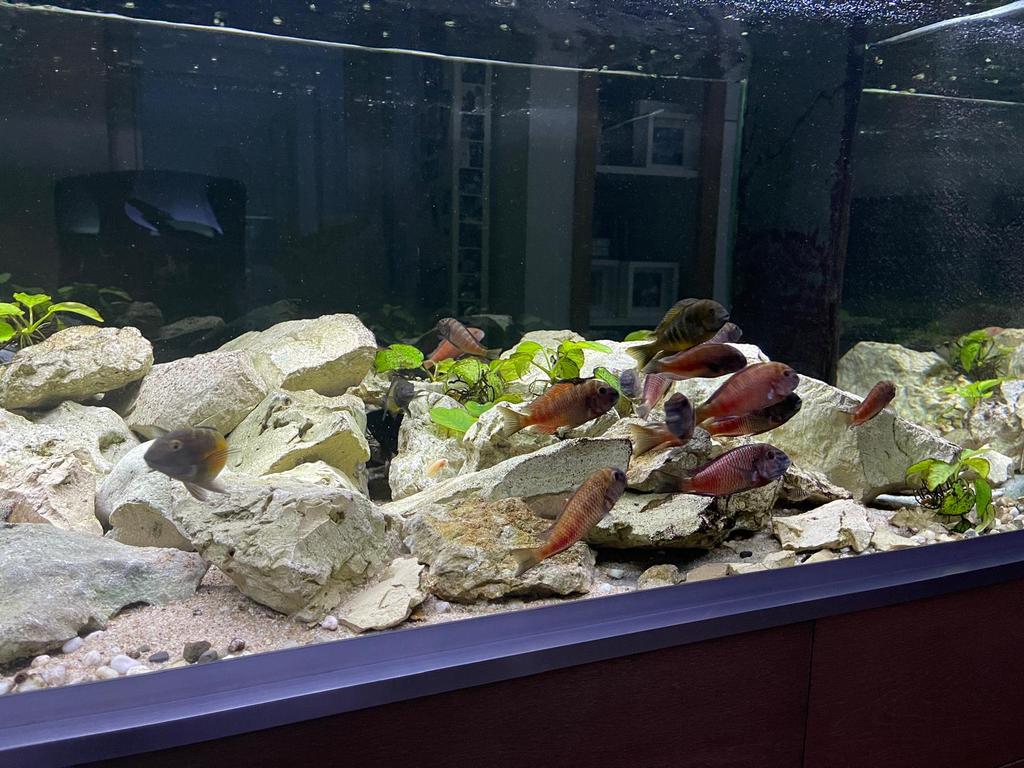 Tropheus Red Chipimbi (Tanganyika), Dieren en Toebehoren, Vis, Zoetwatervis, Schoolvis