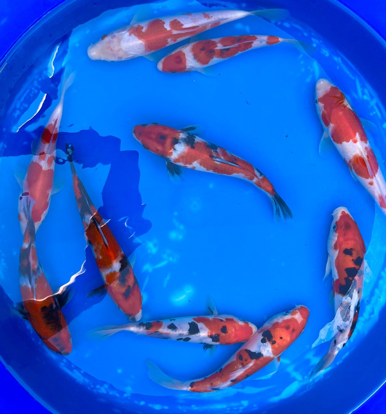 Prachtige Japanse Tosai 23-27cm en meer UITVERKOOP, Karper of Koi
