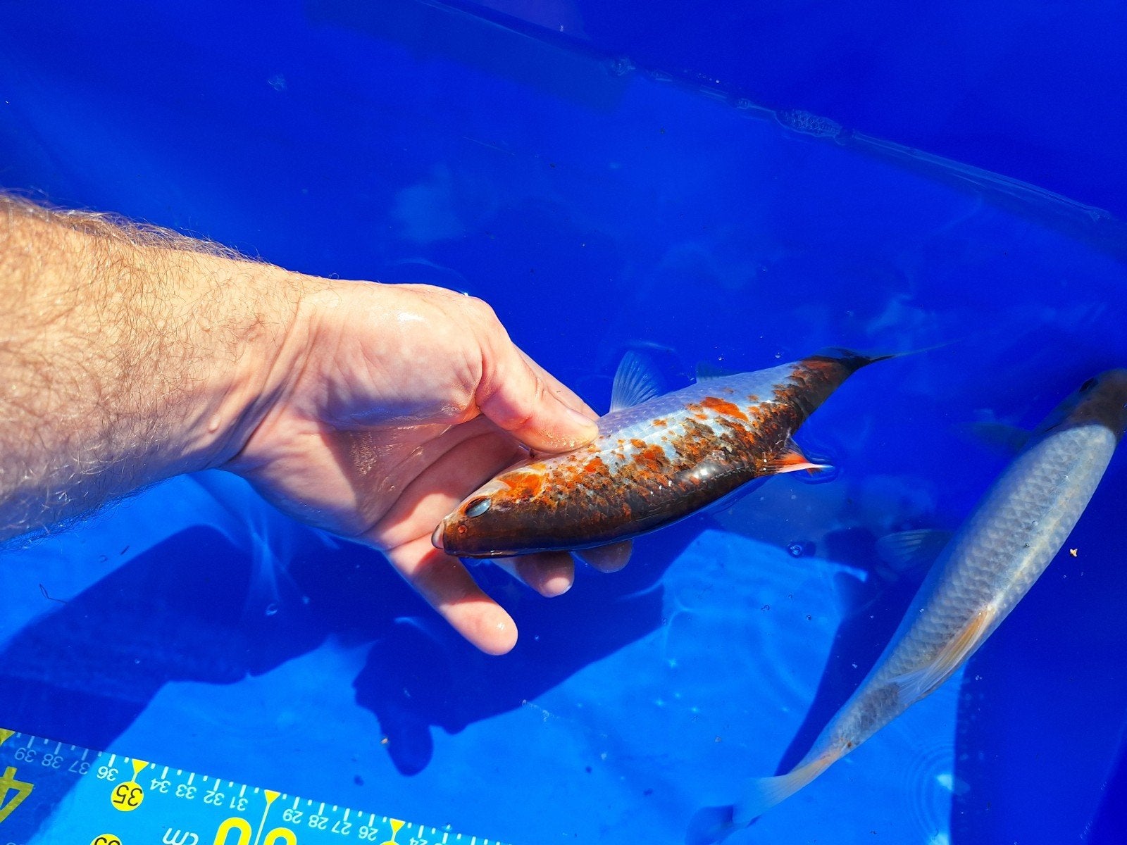 poisson etang, Enlèvement