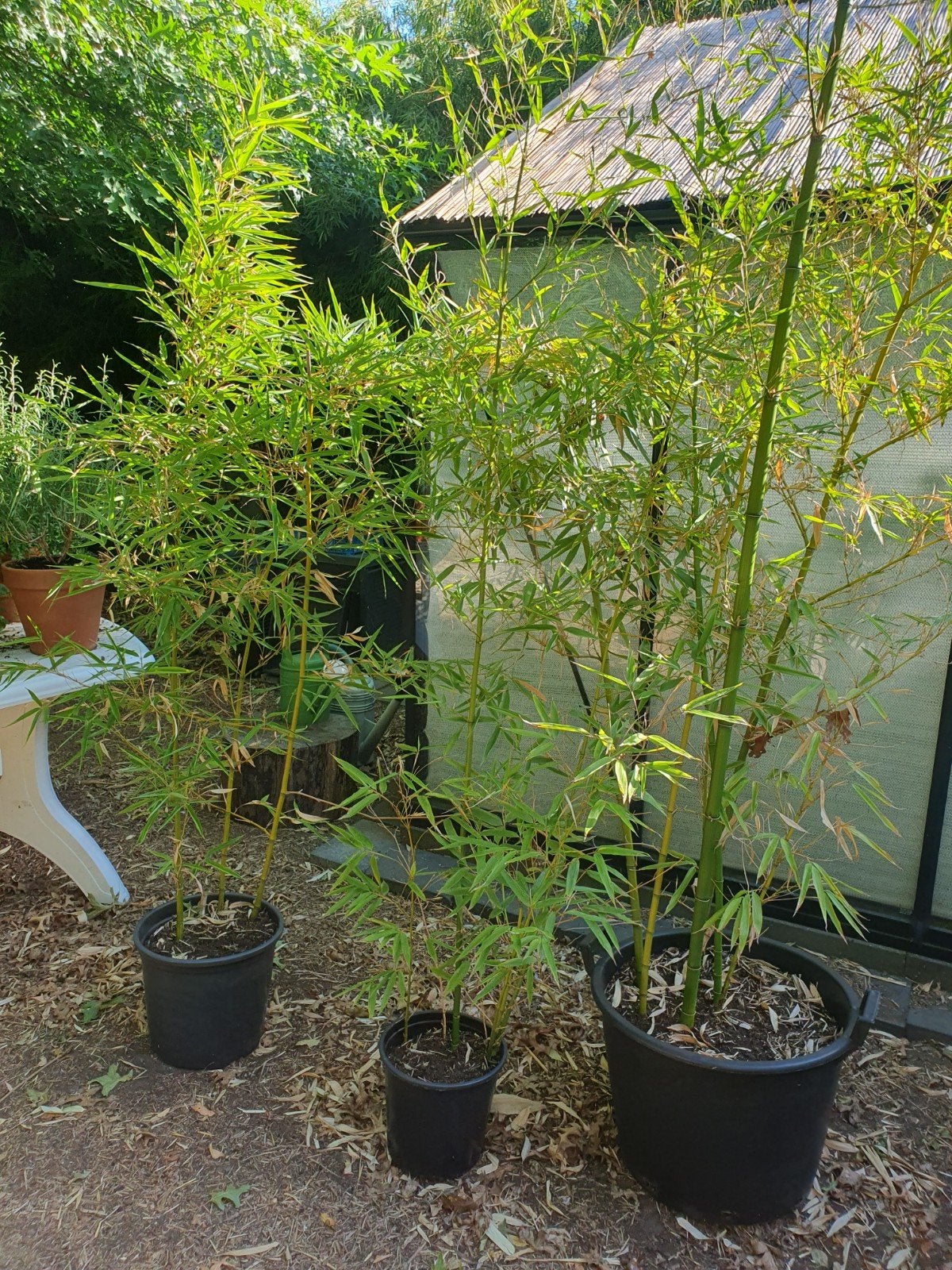 Bamboe in pot, Ophalen, In pot