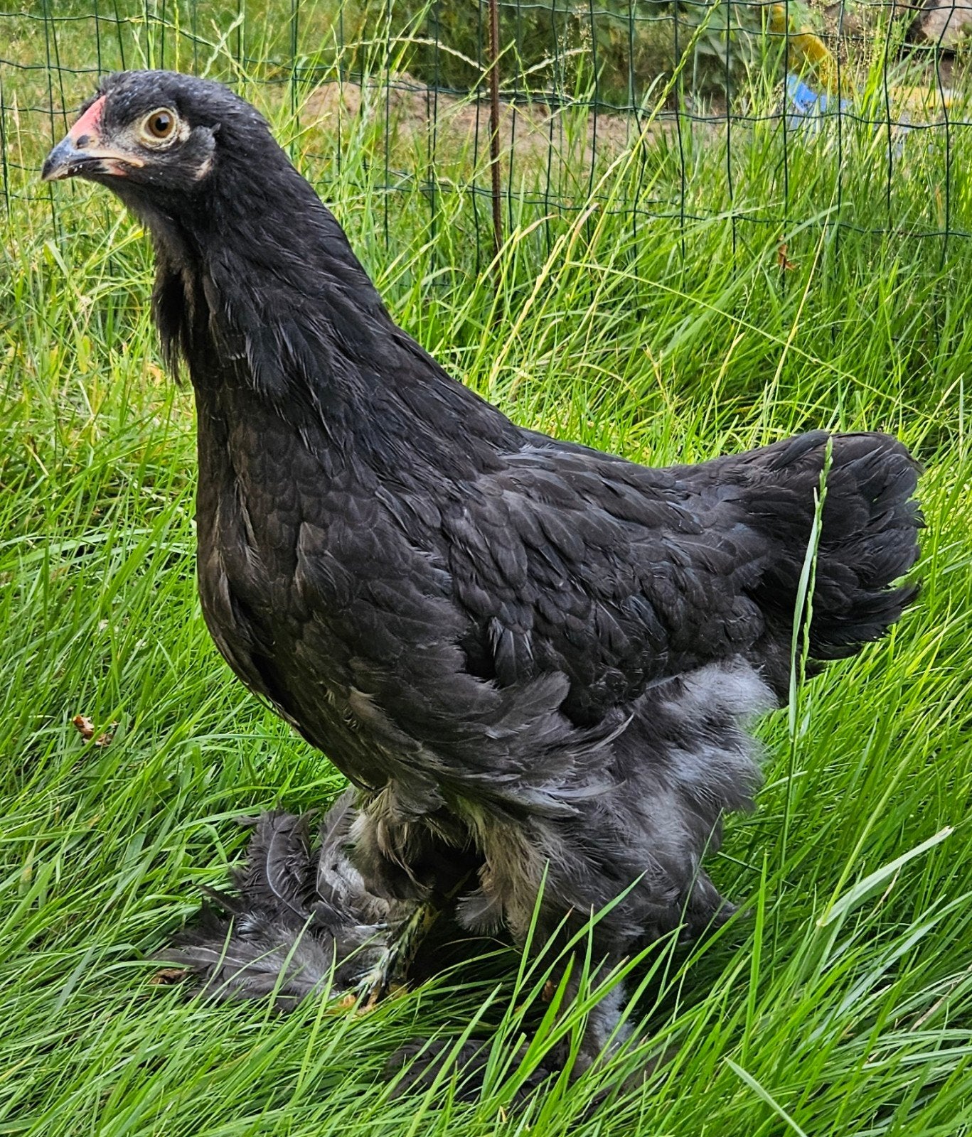 Mooie jonge koppeltjes Brahma groothoenders, Dieren en Toebehoren