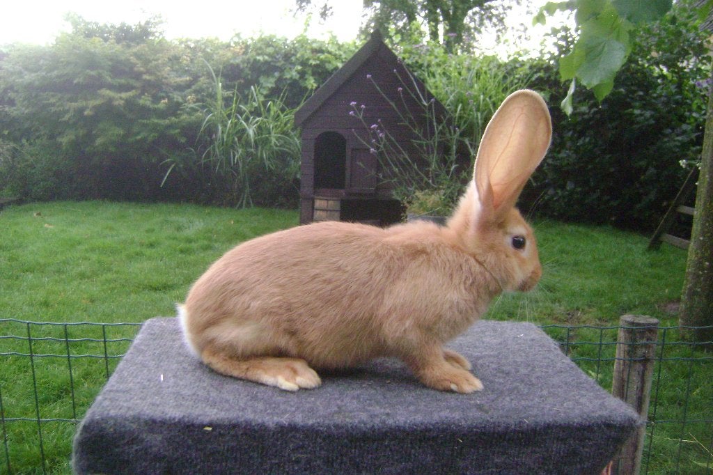 Gele Vlaamse reus, Dieren en Toebehoren, Mannelijk, Groot