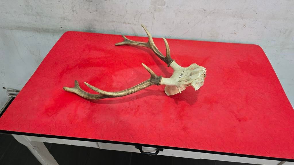 Vends bois de cerf, longueur d un bois 70 cm. Hauteur de l, Enlèvement ou Envoi
