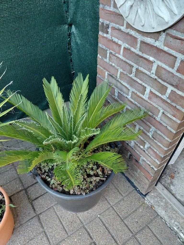 lot van 8 palmboom, Tuin en Terras, Minder dan 100 cm, Zomer, Palmboom, Ophalen