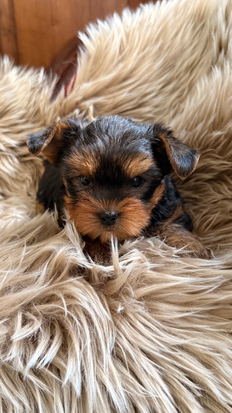 Yorkshire pupjes, Dieren en Toebehoren, België, Overige rassen, CDV (hondenziekte), 8 tot 15 weken