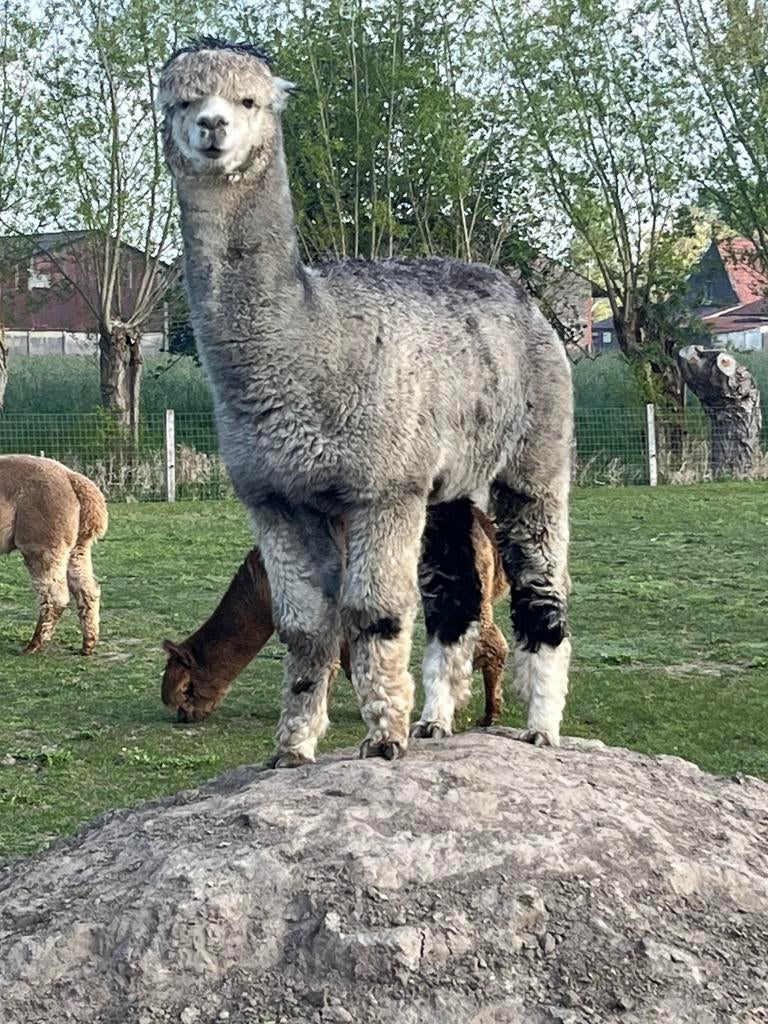 Alpaca hengsten, Mai, Mâle