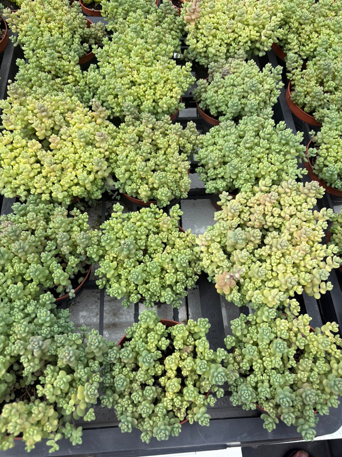 Sedum Eigen kweek, Tuin en Terras, Planten | Tuinplanten, Ophalen, Zomer