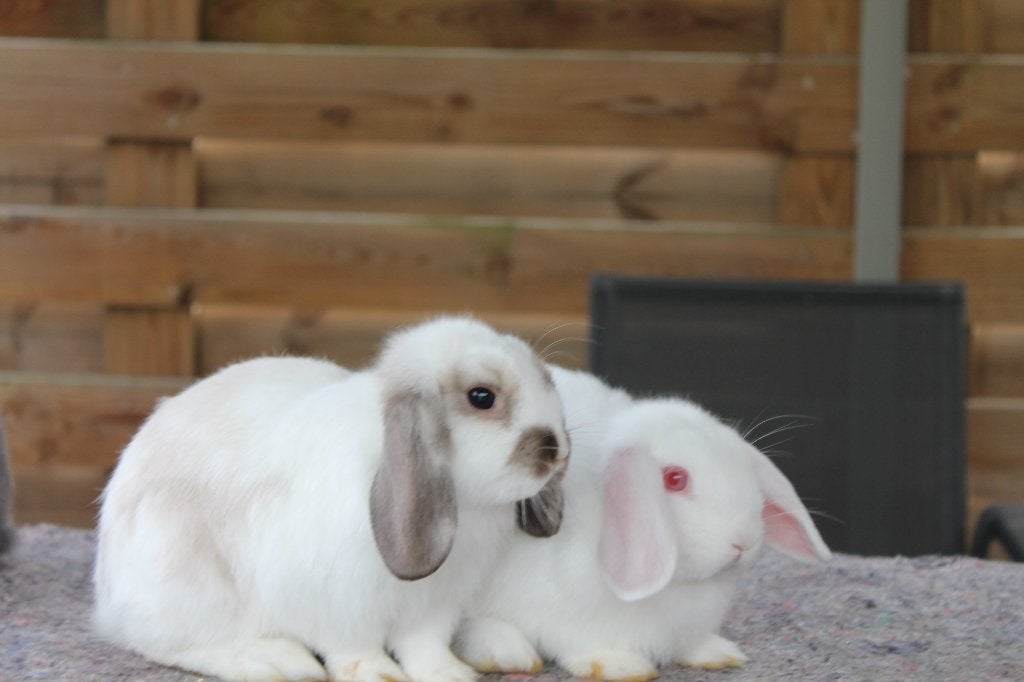 konijn, Dieren en Toebehoren, Vrouwelijk, Hangoor